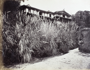 Pampus grass by a large, up country house, Fujian