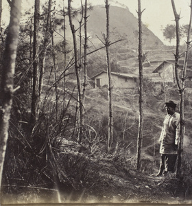 A man standing on a path by coppiced trees, Shuikou, Fujian