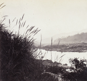 River reeds at sunset, by the Min River, Shuikou, Fujian