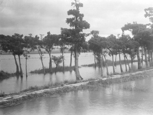 Trees and flooded fields