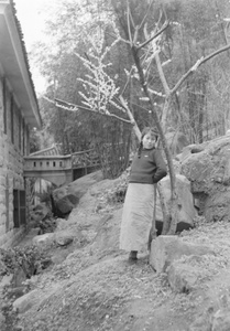 Jia Ruzhen by blossoming tree, Northern Hot Springs Park