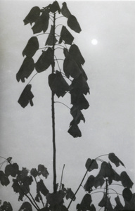 Silhouette of a plant