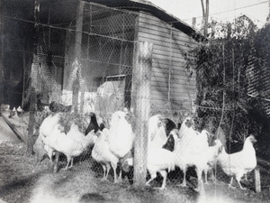 Chickens and poultry house, 727 Avenue Haig, Shanghai