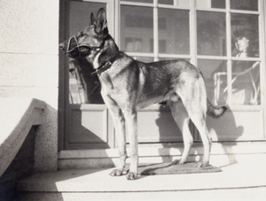 Rex, the Johnson's family dog, Shanghai