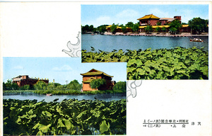 Lotus water lilies, Hokunei Park, Tientsin