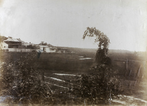 The 'Weeping Widow' - an anthropomorphic tree at Hoihow