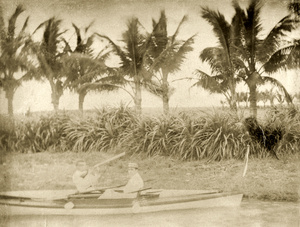 Palm trees at Hoihow, 1898