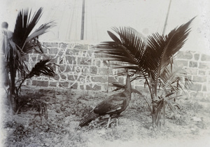 A peacock in the Commissioner's garden, Hoihow