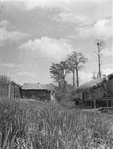 Thatched buildings and creek, near Shanghai