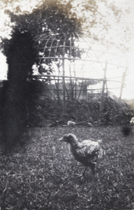 Poultry chicks in the garden, 35 Tongshan Road, Hongkew, Shanghai