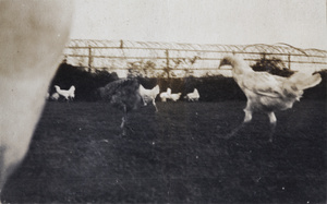 Chickens in the garden, 35 Tongshan Road, Hongkew, Shanghai