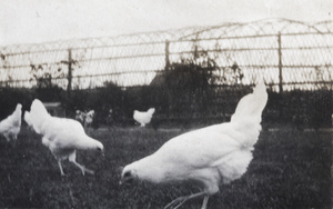 Chickens in the garden, 35 Tongshan Road, Hongkew, Shanghai