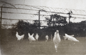 Chickens in the garden, 35 Tongshan Road, Hongkew, Shanghai