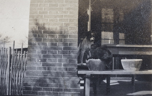 Dog and cat on the verandah of the Hutchinson family house, 35 Tongshan Road, Hongkou, Shanghai