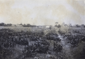 Vegetables growing in the field behind 35 Tongshan Road, Hongkew, Shanghai