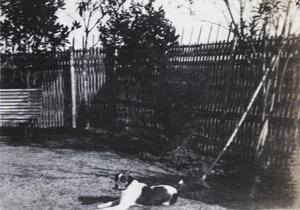 Dog in the garden of 35 Tongshan Road, Hongkou, Shanghai