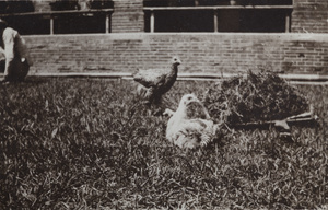 Poultry in the garden of 35 Tongshan Road, Hongkew, Shanghai