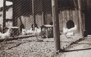 Chickens in an enclosed yard, 35 Tongshan Road, Hongkew, Shanghai