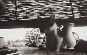 Cat and milk jug on a table, 35 Tongshan Road, Hongkou, Shanghai