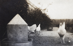 Chickens in the garden, 35 Tongshan Road, Hongkew, Shanghai