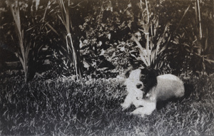 Dog in the garden, 35 Tongshan Road, Hongkou, Shanghai