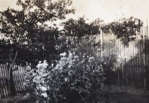 Garden flowers and trees, 35 Tongshan Road, Hongkou, Shanghai