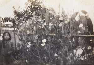 Maggie Hutchinson standing beside sweet peas in the garden of 35 Tongshan Road, Hongkou, Shanghai