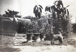 A Chow Chow (鬆獅犬) in the garden at 35 Tongshan Road, Hongkou, Shanghai