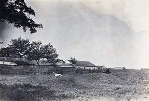 Calf and cow in a field near Tongshan Road, Hongkou, Shanghai