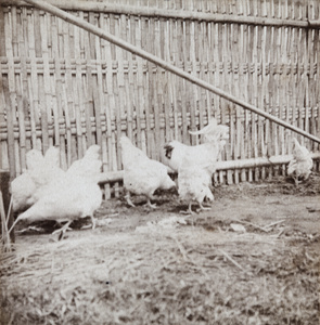 Hens and rooster in the garden, 35 Tongshan Road, Hongkou, Shanghai