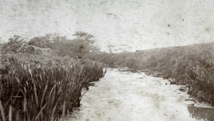 Reeds along a ditch or creek, Shanghai