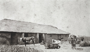 Roselawn dairy cows and stables, Tongshan Road, Hongkou, Shanghai