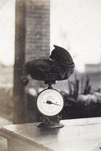 A cat in the pan of a Salter kitchen scales