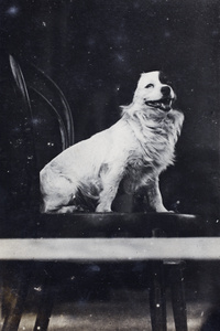 Dog on a chair, 35 Tongshan Road, Hongkou, Shanghai