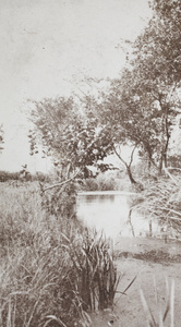 Waterway lined with trees, Shanghai