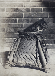 Kitten in a basket, 35 Tongshan Road, Hongkou, Shanghai