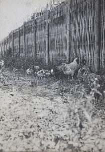 Chickens foraging near a split bamboo fence, 35 Tongshan Road, Hongkou, Shanghai