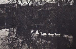 Four ducks on water, Hongkou, Shanghai