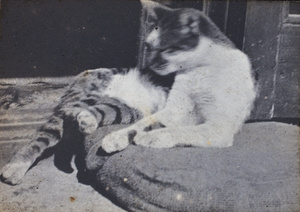 Striped cat on a cushion, Shanghai