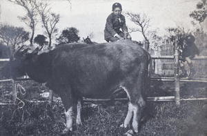 Dick and Fred Hutchinson peering at a tethered water buffalo from the top of a fence, Hongkou, Shanghai