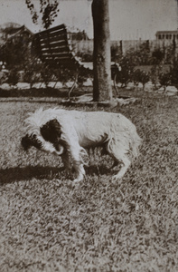 Small wet dog on the garden lawn, 35 Tongshan Road, Hongkou, Shanghai