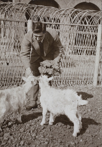 Charles Hutchinson feeding greens to goat kids, 35 Tongshan Road, Hongkou, Shanghai