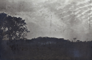 Trees silhouetted by a cloud pattern looking like the belly of a dragon, Shanghai