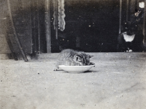 Black and white cat and tabby kitten, 35 Tongshan Road, Hongkou, Shanghai