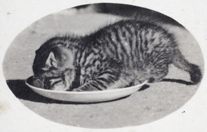 Tabby kitten in a saucer of milk, 35 Tongshan Road, Hongkou, Shanghai