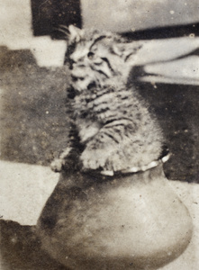 Tabby kitten in a pear-shaped pot, Hongkou, Shanghai