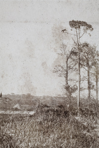 Fields and trees, near Shanghai