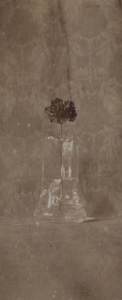 Single carnation flower in a glass vase