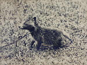 A Tanuki pup, on a chain leash, kept as a pet by Harry Hutchinson, 35 Tongshan Road, Hongkou, Shanghai