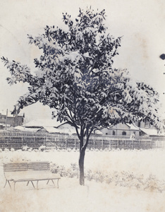 Snow covered tree and garden, 35 Tongshan Road, Hongkou, Shanghai